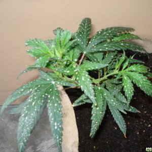 sativa mother plant/ blackwood og clone