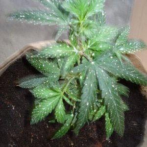 sativa mother plant/ blackwood og clone