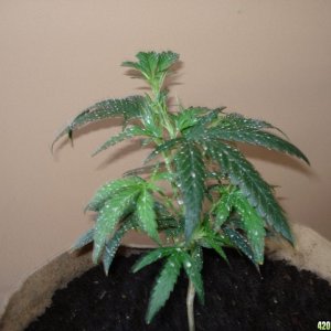 sativa mother plant/ blackwood og clone