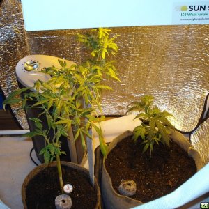 sativa mother plant/ blackwood og clone