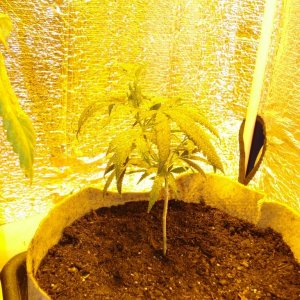 sativa mother plant/ blackwood og clone