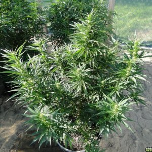 Outdoor_Lambsbread