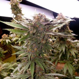 Grand_Daddy_Purple_Flower