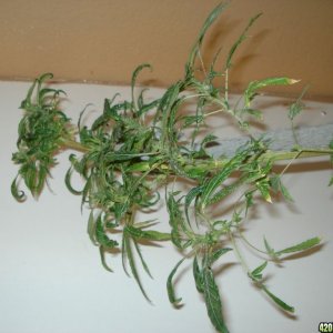 SATIVA MOTHER PLANT REVEGGING