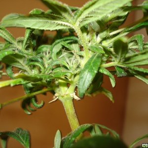 SATIVA MOTHER PLANT REVEGGING