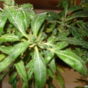 SATIVA MOTHER PLANT REVEGGING