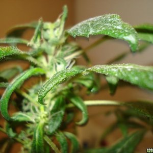 SATIVA MOTHER PLANT REVEGGING