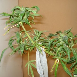 SATIVA MOTHER PLANT REVEGGING