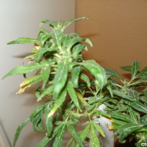 SATIVA MOTHER PLANT REVEGGING