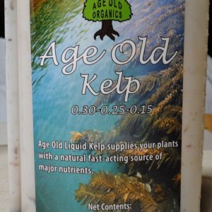 Age_Old_Kelp