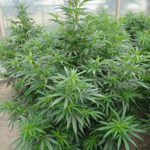 White_Widow_at_3_months