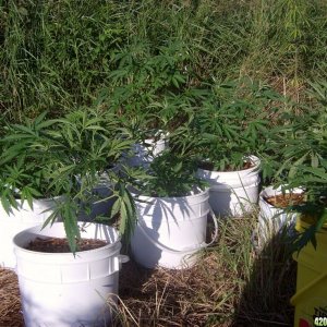 2011 Organic Outdoor Grow