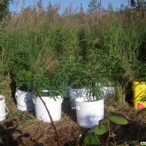 2011 Organic Outdoor Grow