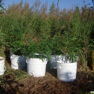 2011 Organic Outdoor Grow