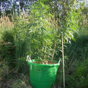 2011 Organic Outdoor Grow