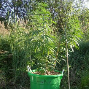 2011 Organic Outdoor Grow