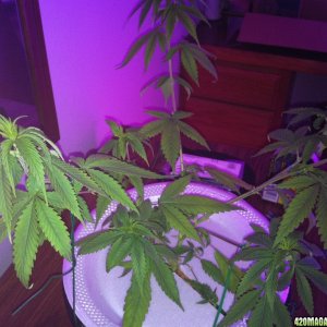 bubba kush skunk cross cloned 6-14-2011