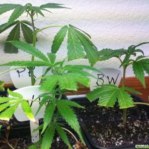 selected clones from 7-20-2011