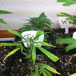 more selected clones from 7-20-2011