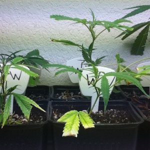 first cuttings/clones by me 7-20-2011