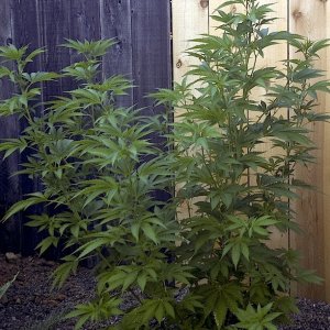 blue widow 8-3-2011