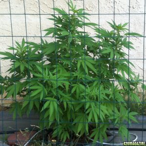 LA confidential clone, 8-3-2011