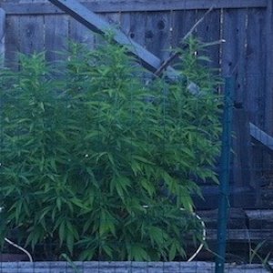 GDP clone, PE clone and GDP from seed 8-3-2011