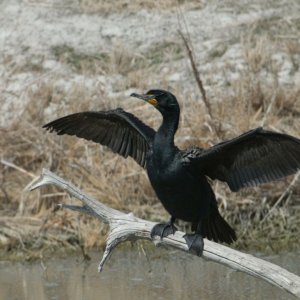 DSC_5F00_6854_2D00_dc_2D00_cormorant