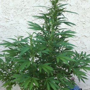 Hindu Kush #1, flipped/re-vegging outdoor, 8-2-2011