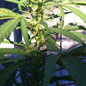 Purple Kush, flowering as of 7-26-2011. planted on 7-1-2011 outdoors