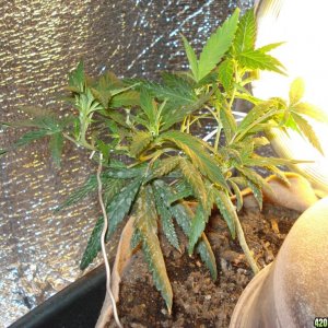 blackwood og clone and sativa bagseed mother plant