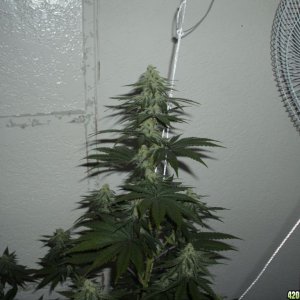 murdock day 35 flower