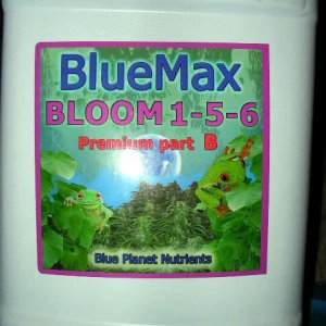 BlueMax Bloom (front)