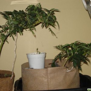 the grow room, sativa mother plant, blackwood og clone