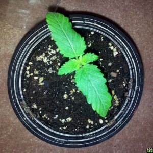 Noob Debut Grow