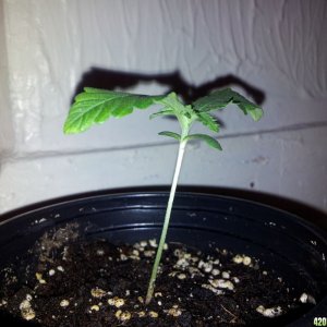 Noob Debut Grow