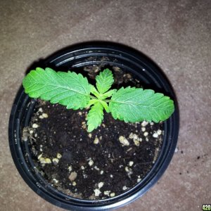 Noob Debut Grow