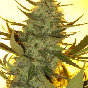 Organically_Grown_Indoor_Casey_Jones