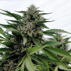 Organic_Cherry_Kush_Flower