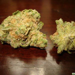 ORANGE COUTY BLUE DREAM