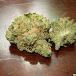 ORANGE COUTY BLUE DREAM