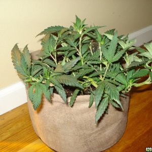 Blackwater OG clone