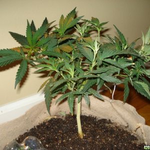 Blackwater OG clone