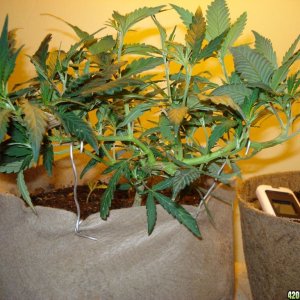 Blackwater OG clone