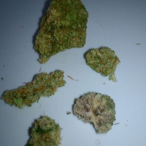 Blue dream, lemon Kush, blackberry Kush, sour d, Larry kush