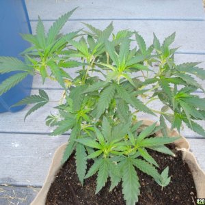 "BLACKWATER OG CLONE"