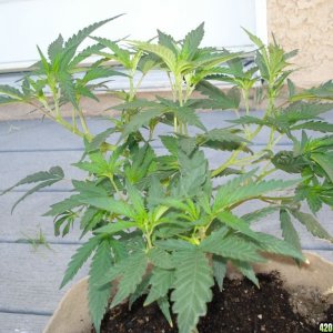 "BLACKWATER OG CLONE"