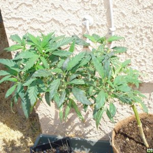 sativa mother plant flowering