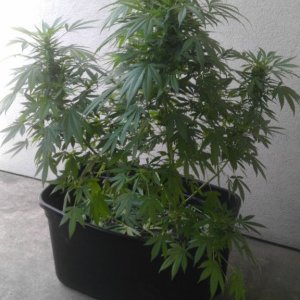 Plant C post trim 1