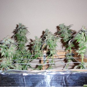 Alien Bubba before harvest